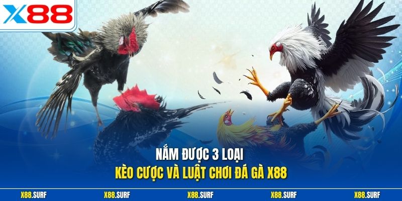 Đá gà X88 2 Nắm được 3 loại kèo cược và luật chơi đá gà X88